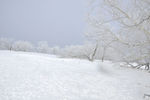 雪松