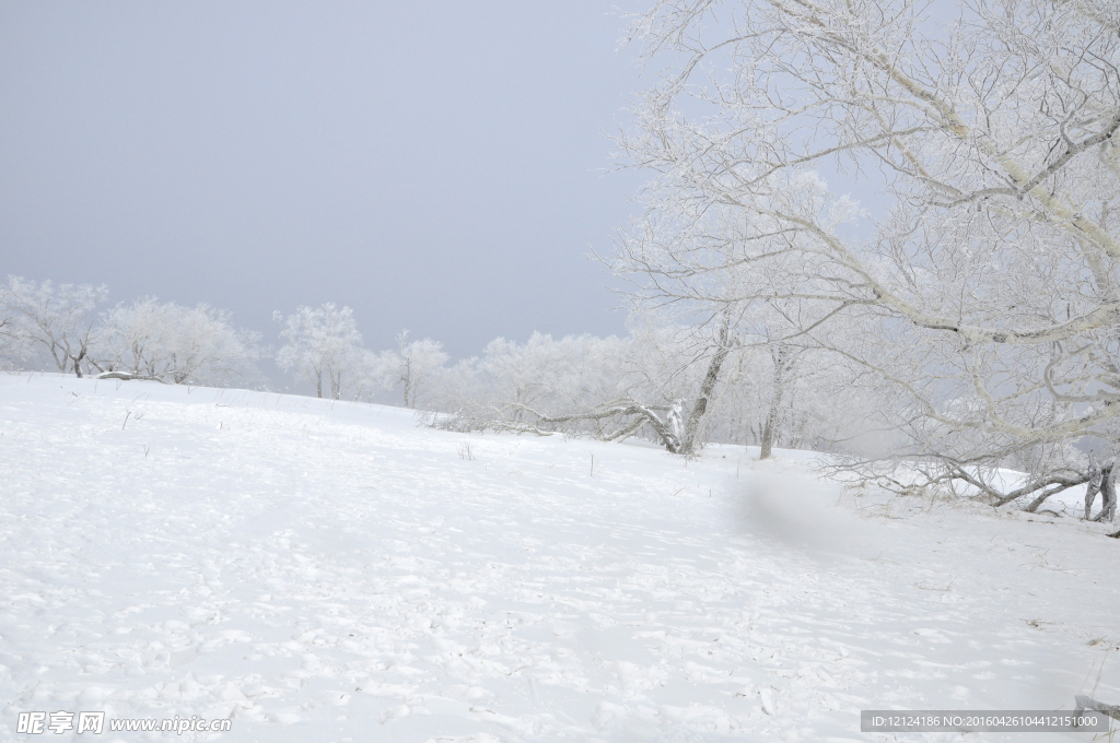 雪松