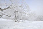雪地