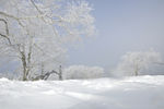 雪地