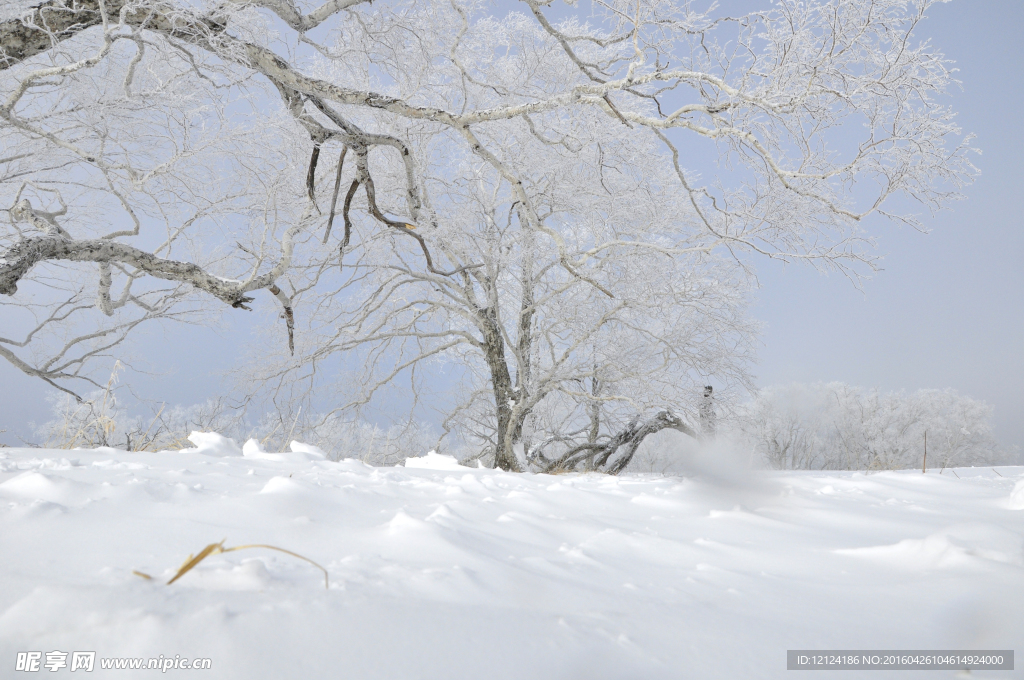 雪地