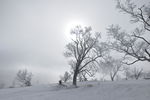 雪地