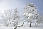 雪地