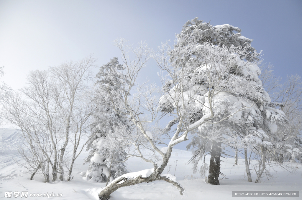 雪地