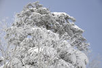 雪松