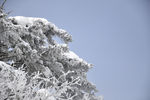雪松
