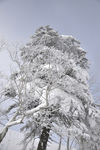 雪松