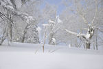 雪地