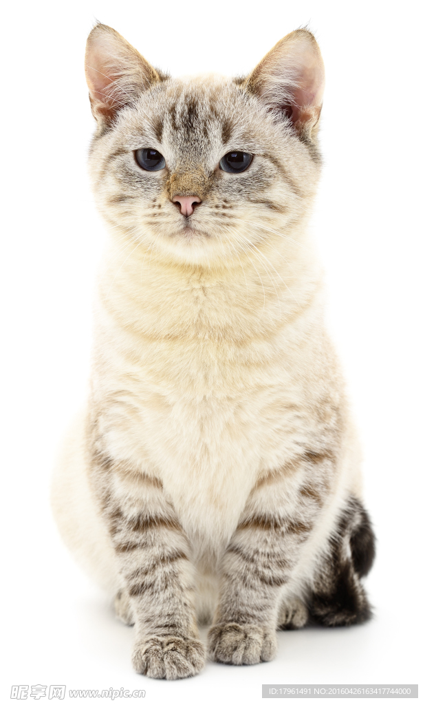 可爱小猫