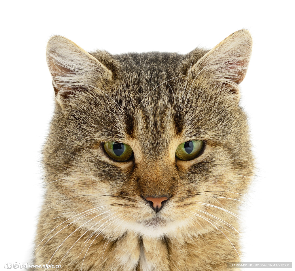 可爱小猫