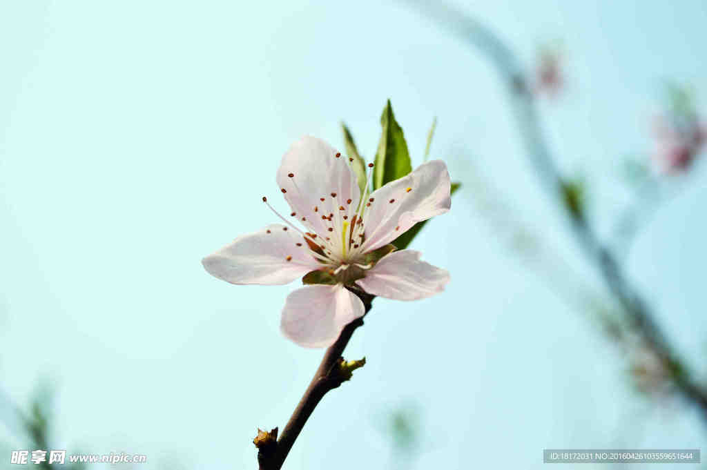 梅花