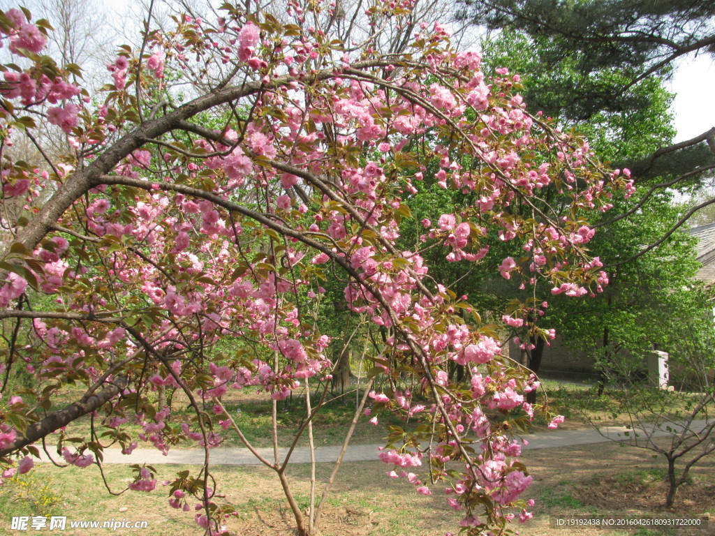 樱花