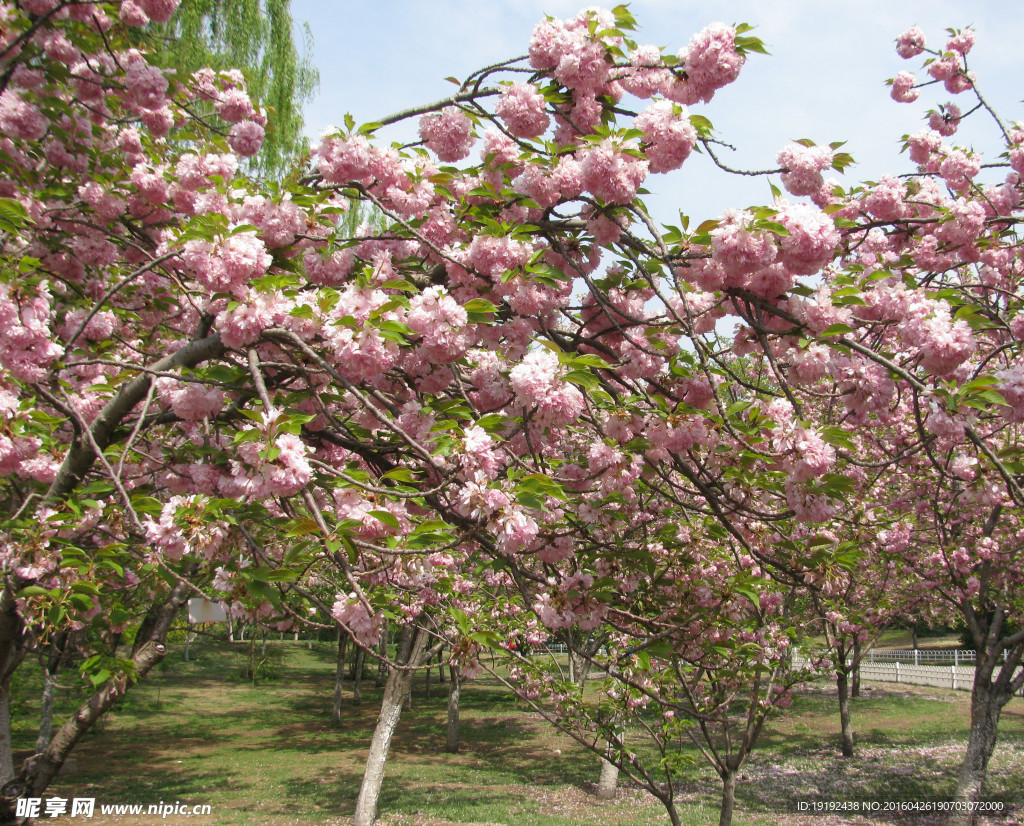 关山樱花