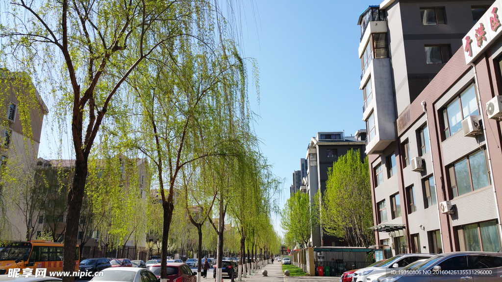 路边的柳树