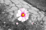 格桑花