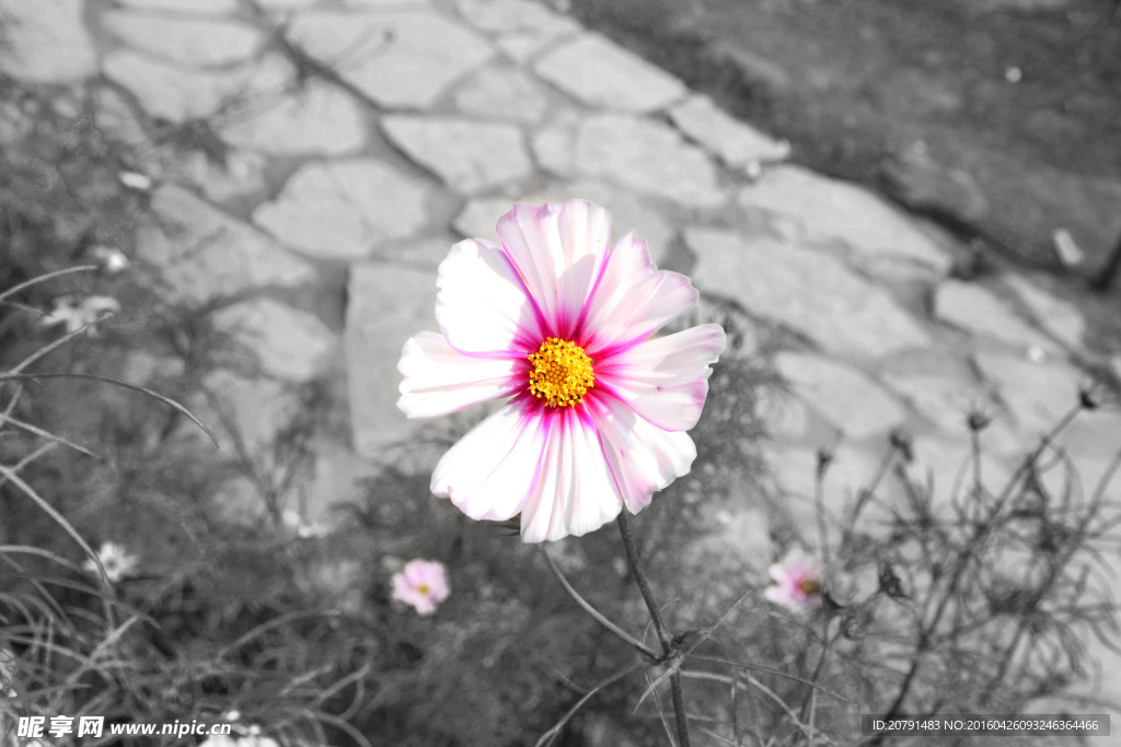 格桑花
