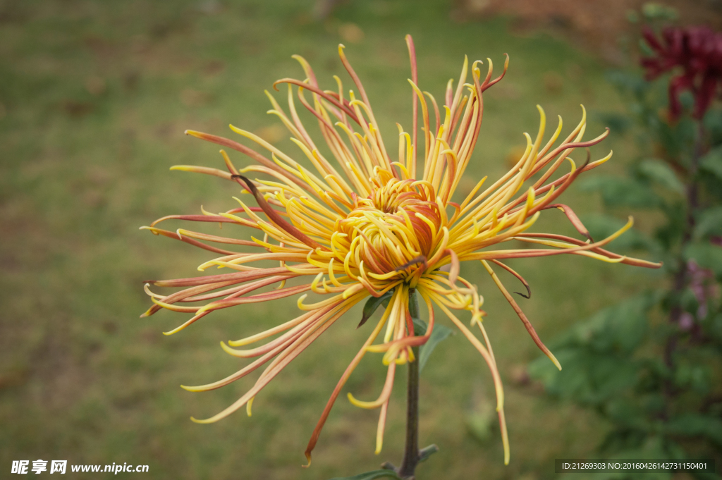 菊花 花卉
