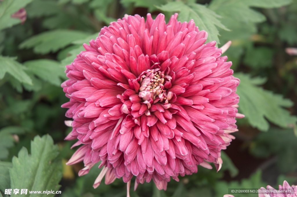 菊花 花卉