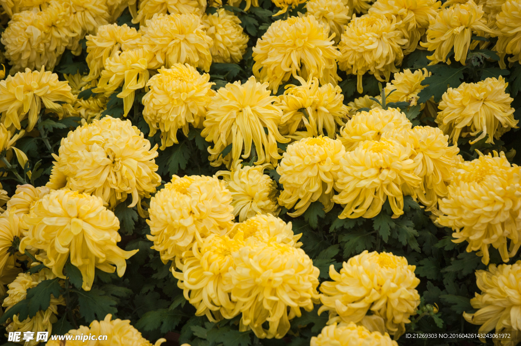菊花 花卉