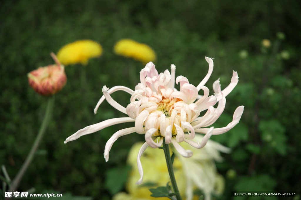 菊花 花卉