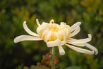 菊花 花卉