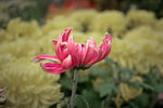 菊花 花卉