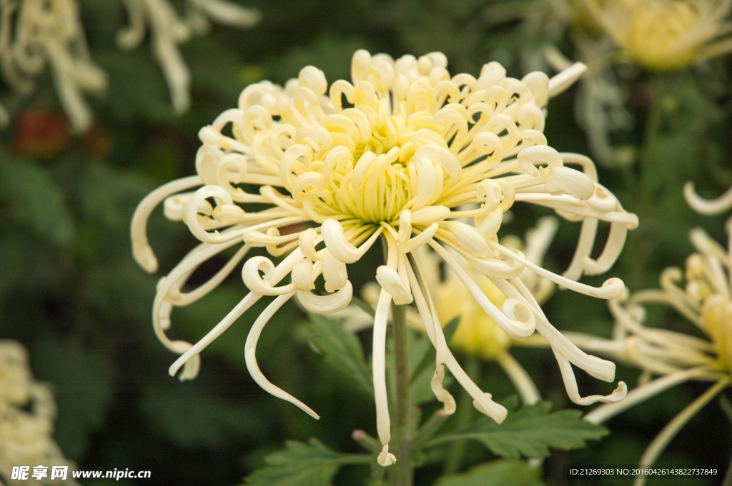 菊花 花卉