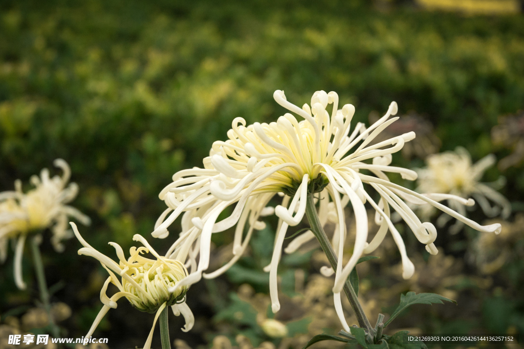 菊花 花卉