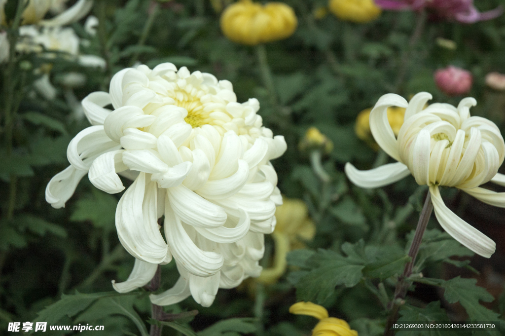 菊花 花卉