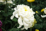 菊花 花卉