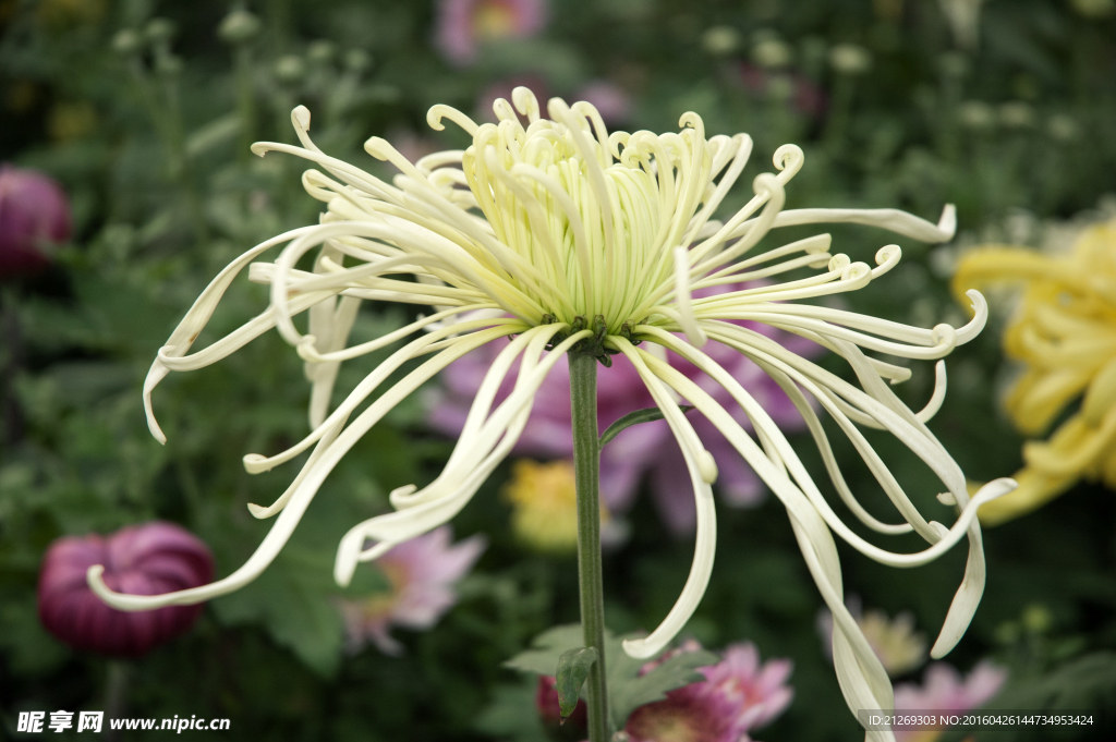 菊花 花卉