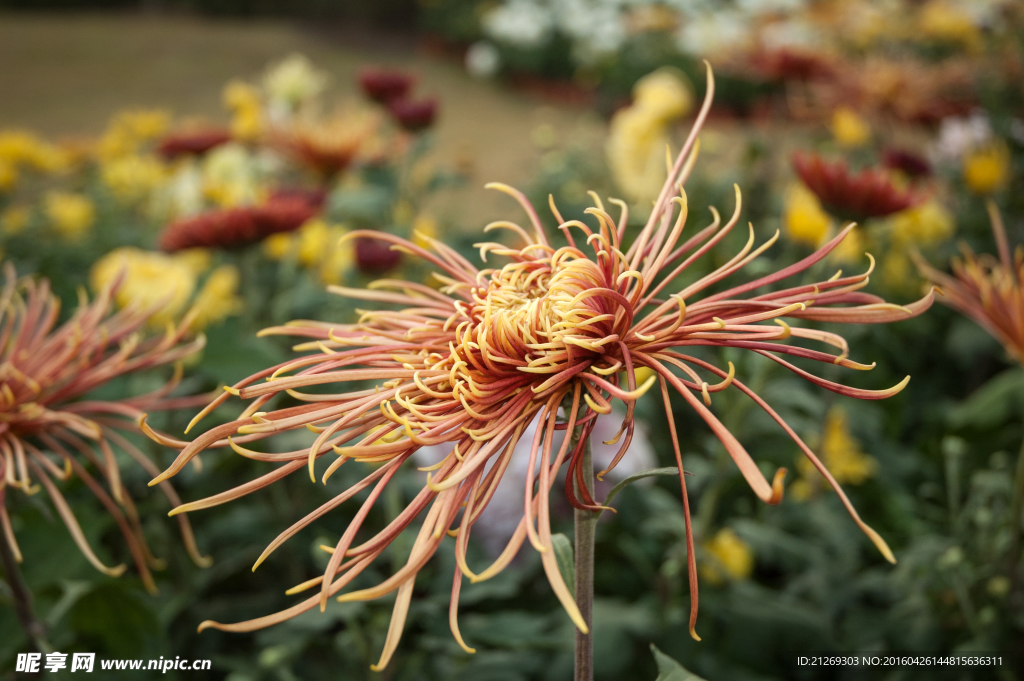 菊花 花卉