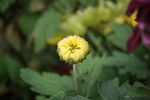 菊花 花草