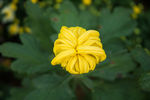 菊花 花草