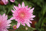 菊花 花卉
