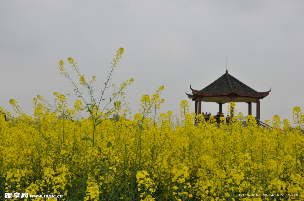 黄花地 凉亭