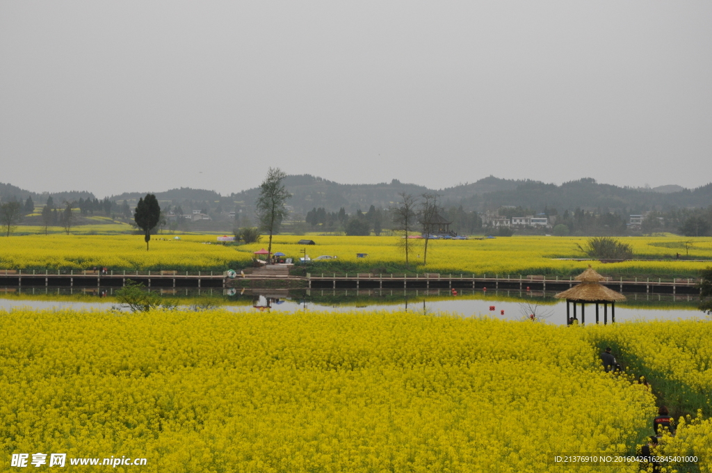 油菜