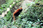 小熊猫