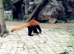 小熊猫
