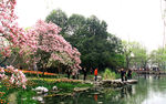 太子湾赏花