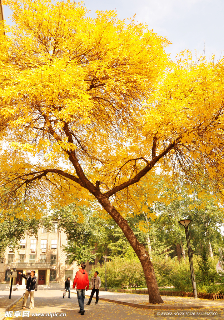 中国农业大学校园