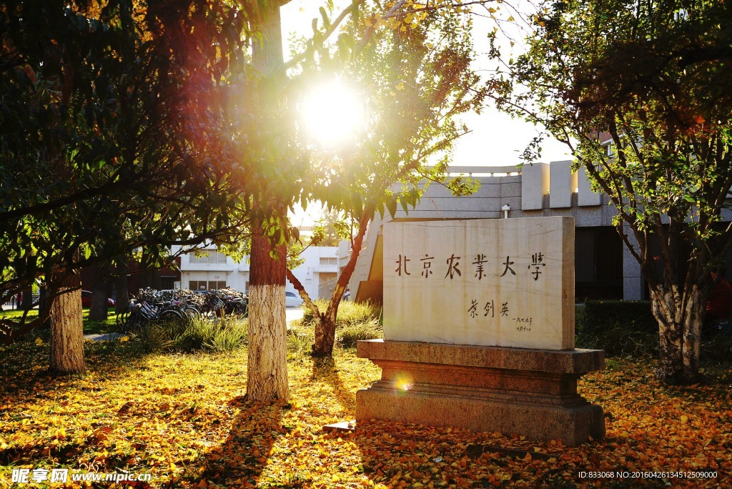 中国农业大学校园