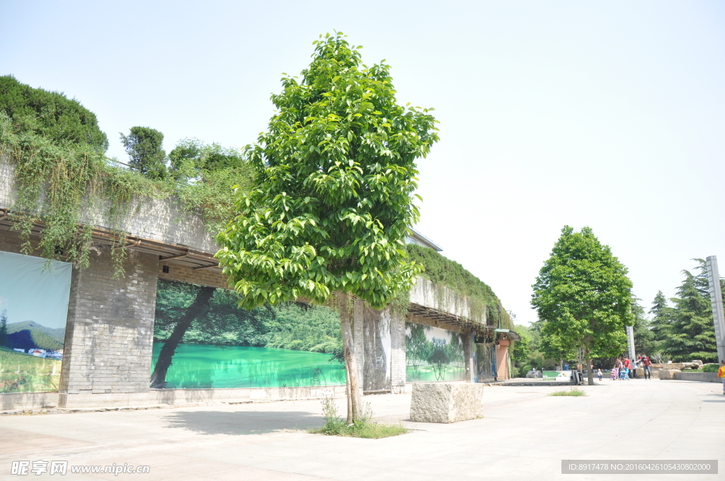 绿树