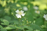 小花
