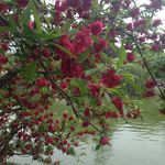 春水桃花