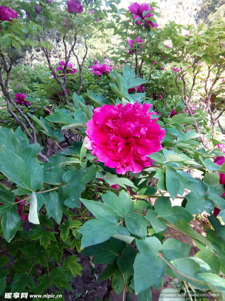 牡丹花