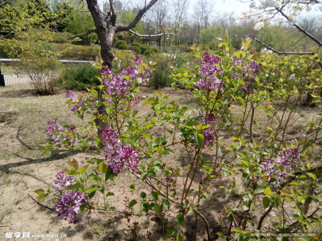 丁香花