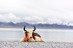 西藏纳木错牦牛