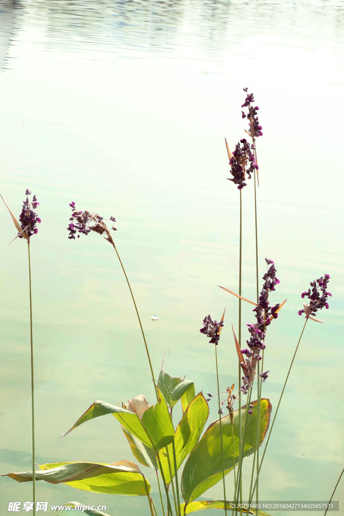 河上之花