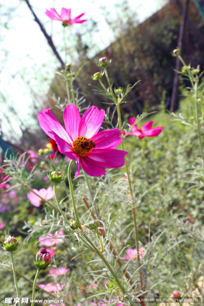 格桑花